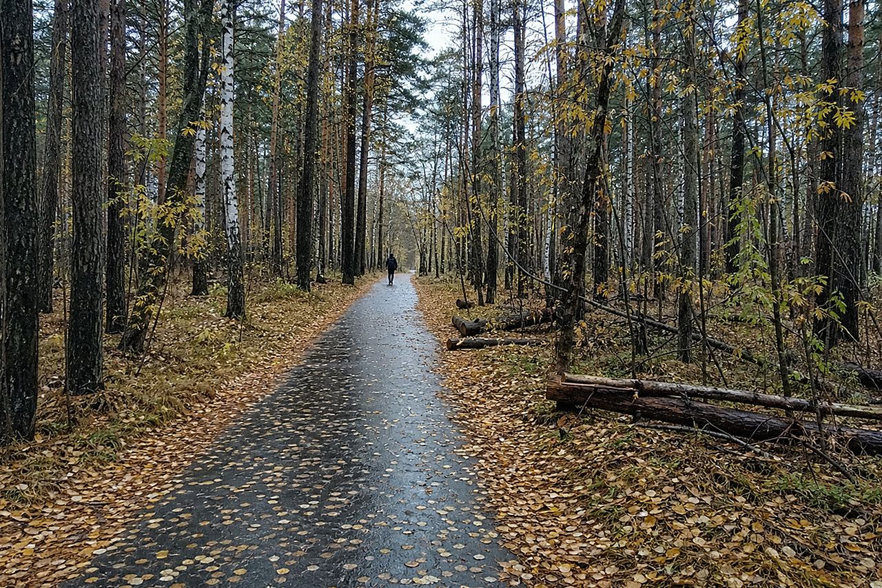 Дорожка в сосново-берёзовом лесу, засыпанная жёлтыми листьями, пасмурный день
