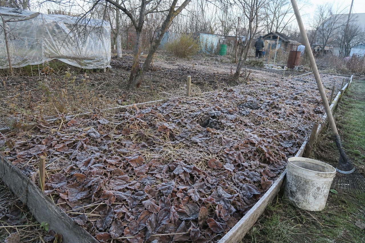Грядка с озимым чесноком под мульчей из опавших листьев